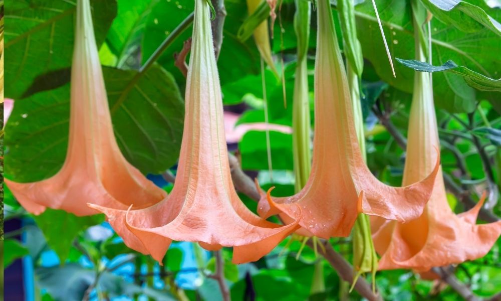 Datura Melek Borusu Çiçeği Özellikleri