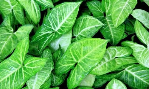 Melek Kanadı Çiçeği Bakımı