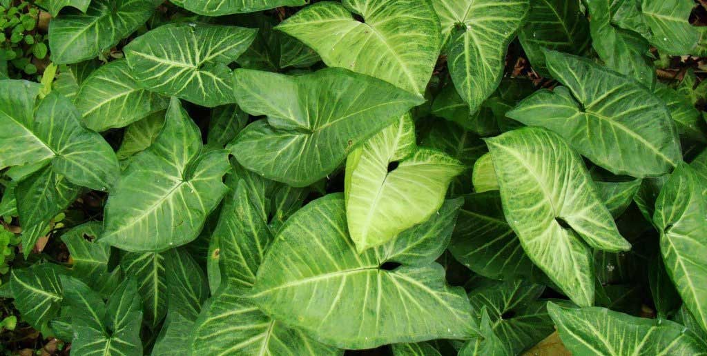 Melek Kanadı Çiçeği Evde Yetişir Mi