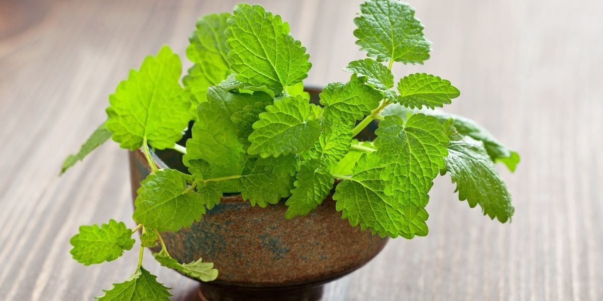 Melisa Kolonya Çiçeği Özellikleri