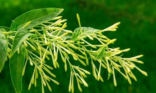 Melisa Kolonya Çiçeği Fiyatı