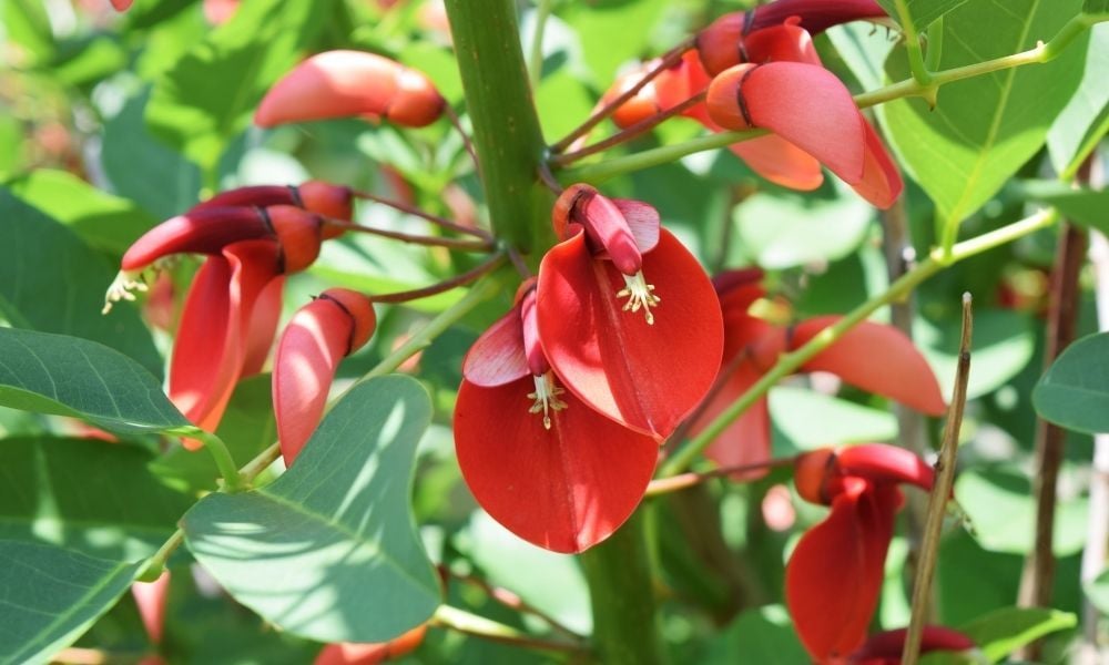 Mercan Ağacı Bakımı Arap Dudağı