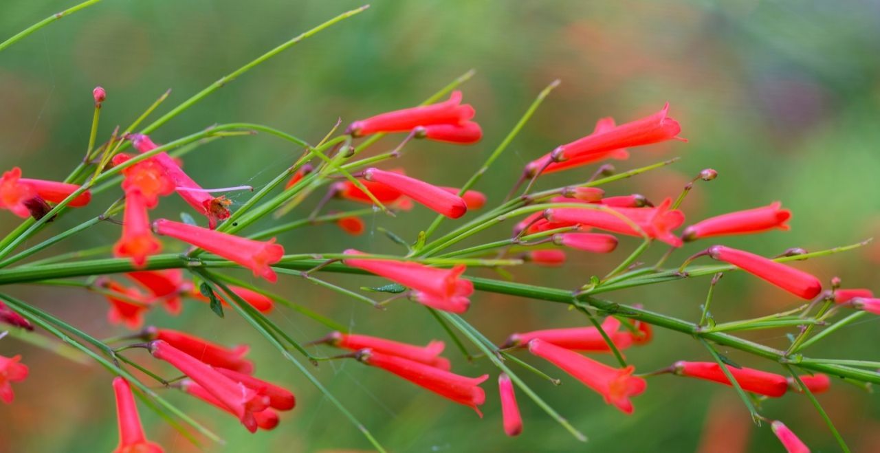 Mercan Çiçeği Bakımı