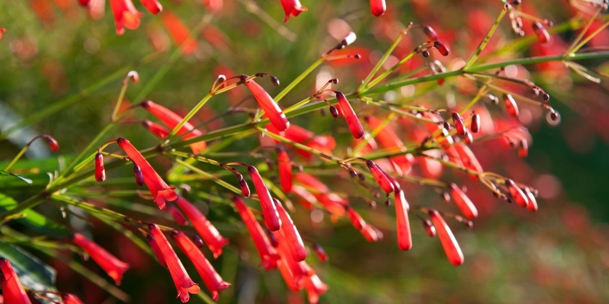 Mercan Çiçeği Satışı