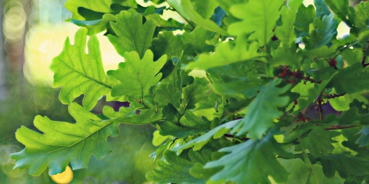 Meşe Ağacı Nerede Yetişir