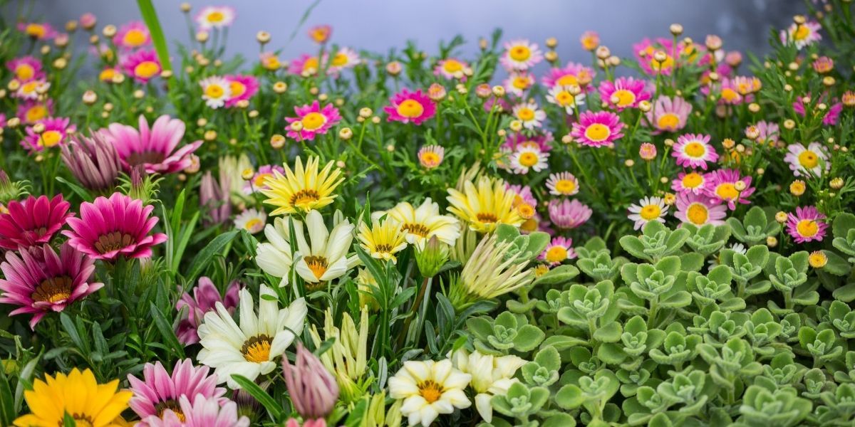 Mezarlık Çiçeği Çeşitleri