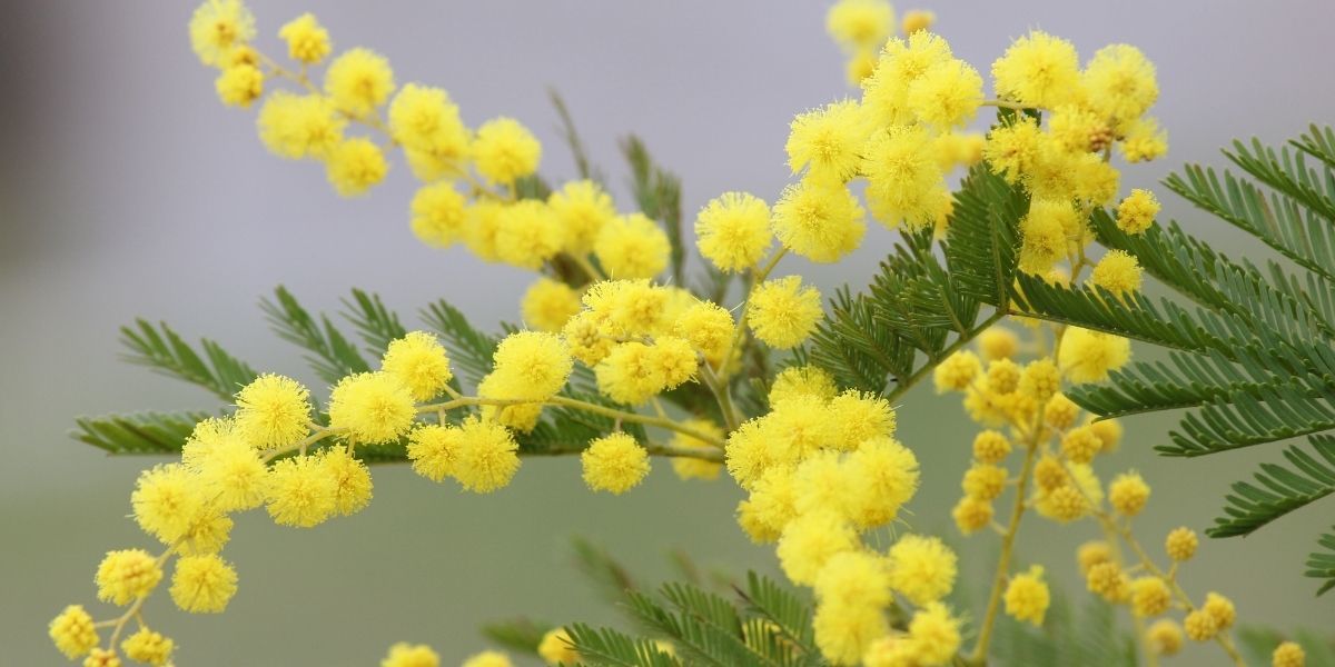 Mimoza Çiçeği Özellikleri