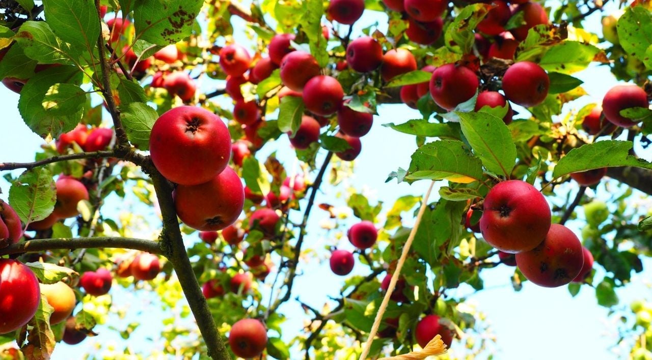 Amasya Misket Elması Özellikleri