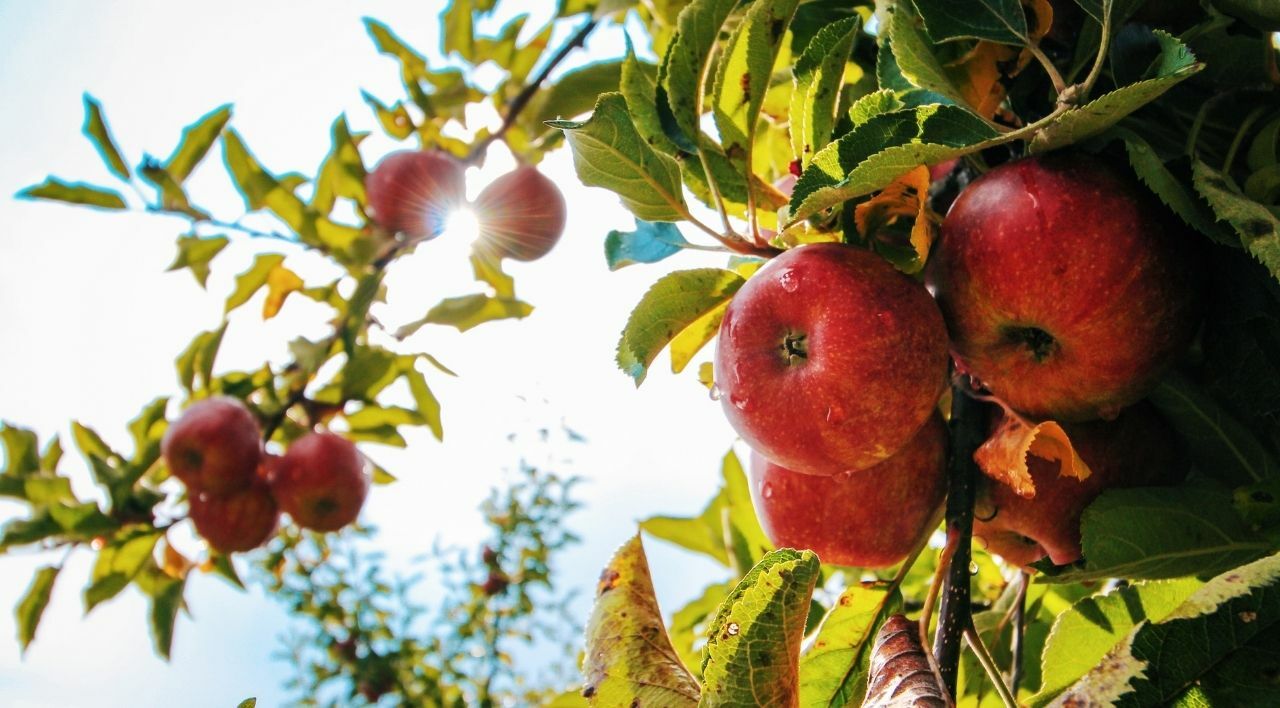 Amasya Misket Elması Bakımı