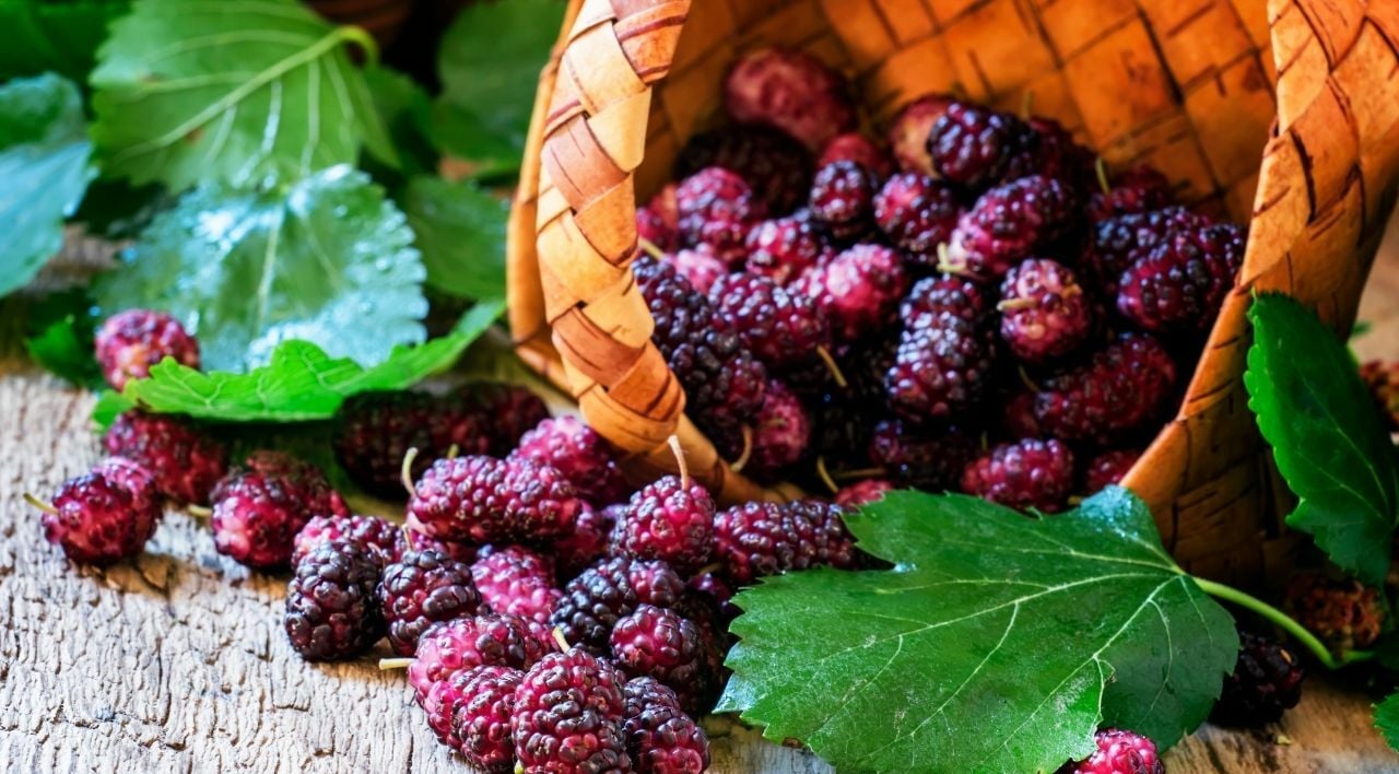 Aşılı Mor Dut Fidanı Fiyatı