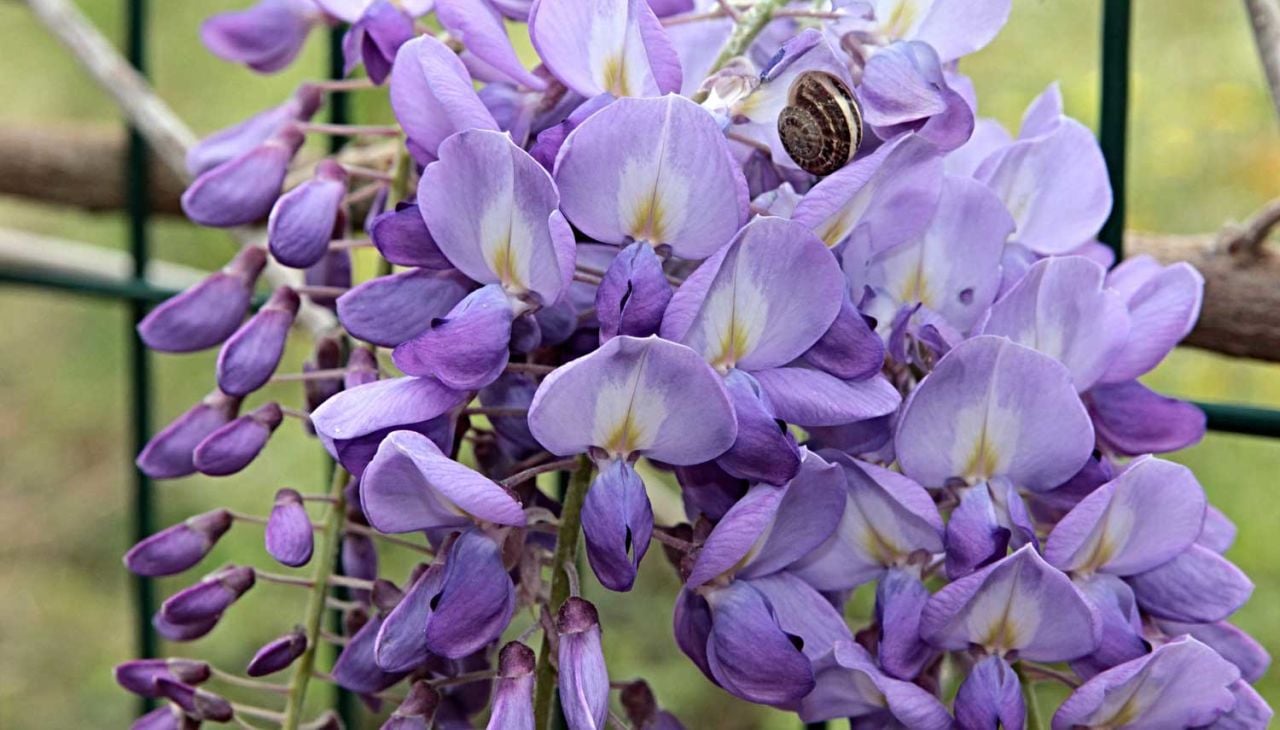 Mor Salkım Çeşitleri Nelerdir