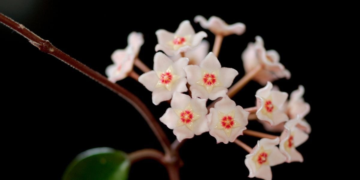 Mum Çiçeği Bakımı