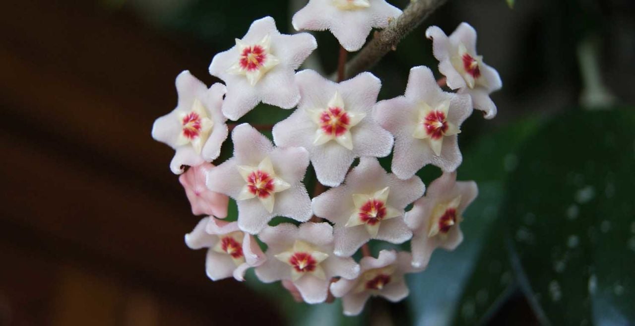 Mum Çiçeği Çeşitleri ve Bakımı