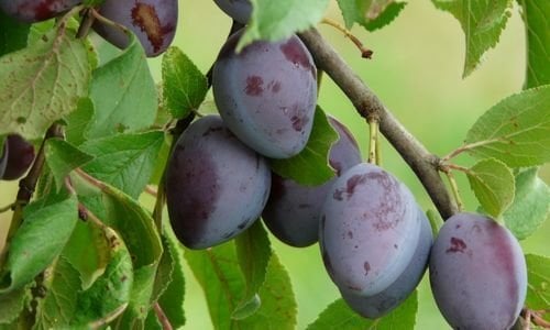 Mürdüm Erik Fidanı Bakımı