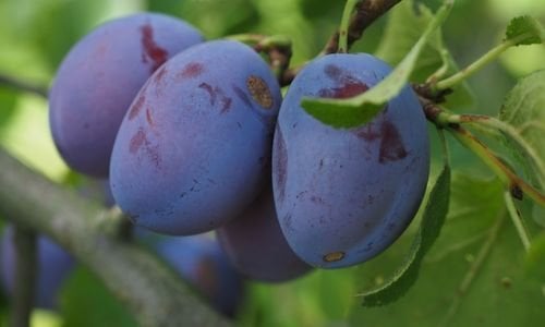 Mürdüm Erik Fidanı Çeşitleri