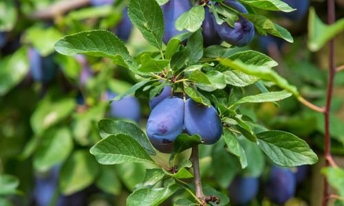 Mürdüm Erik Fidanı Fiyatı