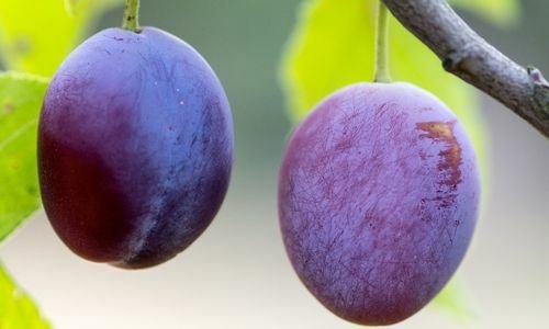 Mürdüm Erik Fidanı Satışı