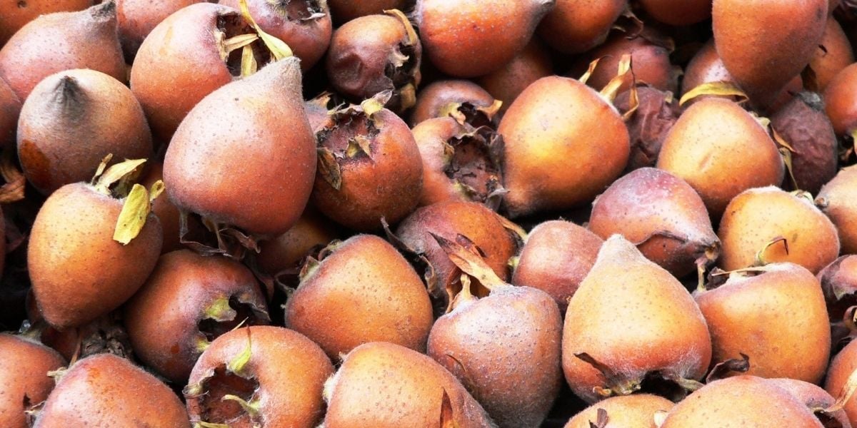 Muşmula Ağacı Bakımı