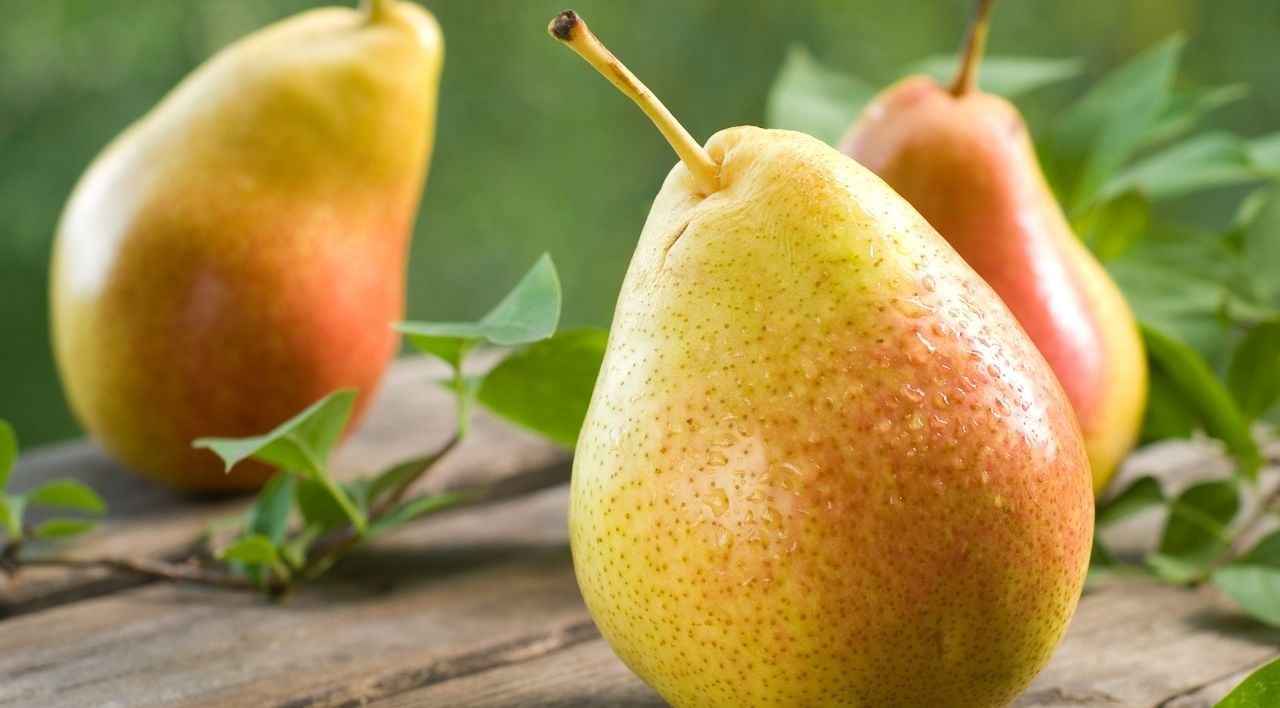 Mustafabey Armut Fidanı Fiyatı