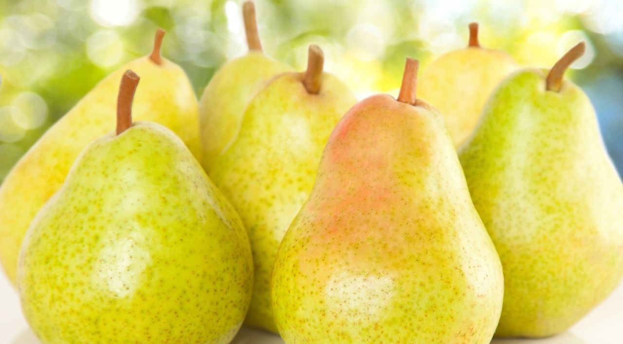 Mustafa Bey Armut Fidanı Satışı