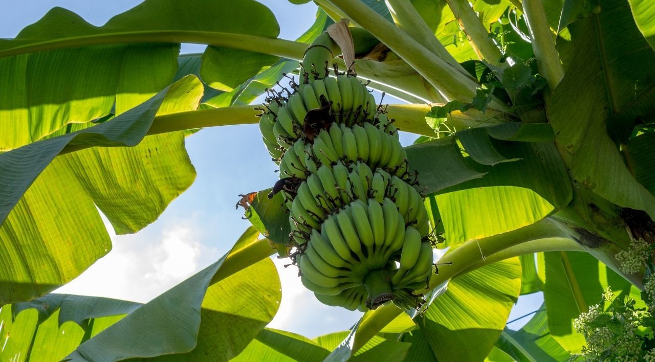 Yerli Muz Fidanı Satışı