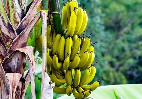 Muz Fidanı Çeşitleri