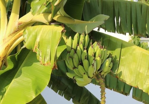 Muz Fidanı Özellikleri
