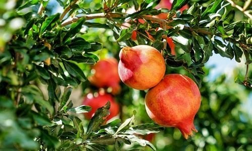 Katırbaşı Nar Fidanı Bakımı