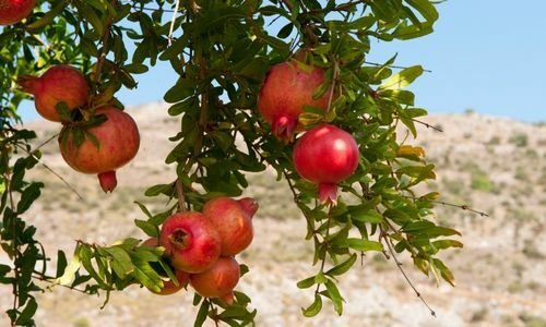 Hicaz Narı Fidanı Özellikleri