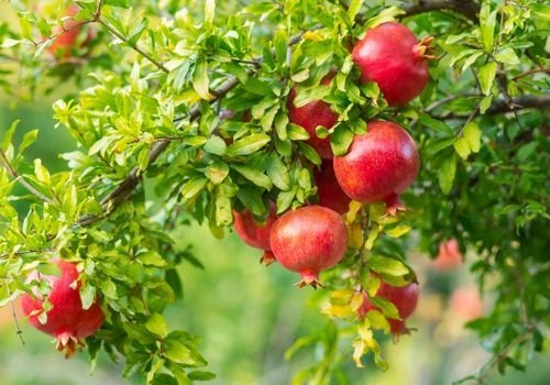 Nar Fidanı Bakımı