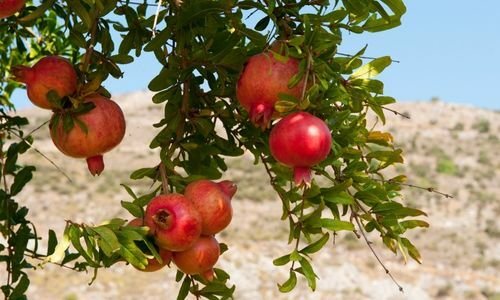 Katırbaşı Nar Fidanı Çeşitleri