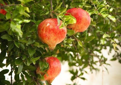 Nar Fidanı Çeşitleri