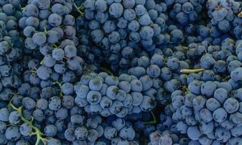 Karalahna Üzüm Fidanı Bakımı