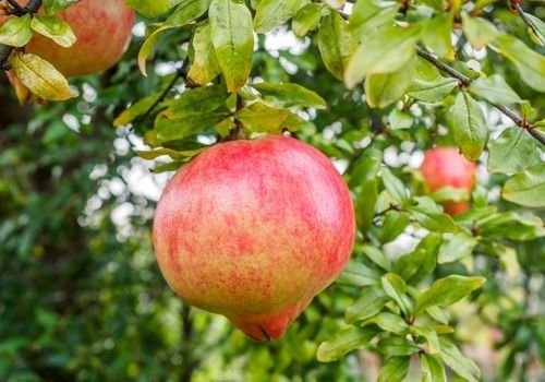 Nar Fidanı Özellikleri