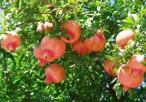 Nar Fidanı Satışı