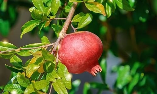 Hicaz Narı Fidanı Satışı