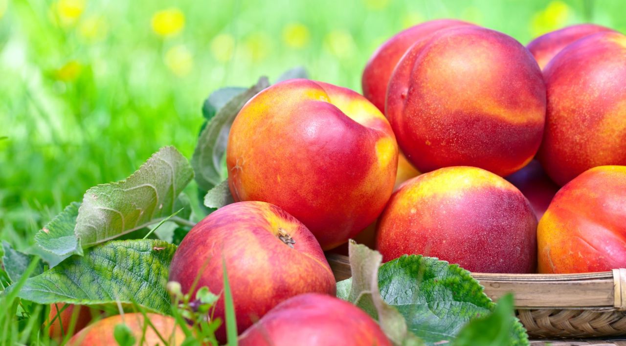 Nektarin Fidanı Dikim Bilgisi