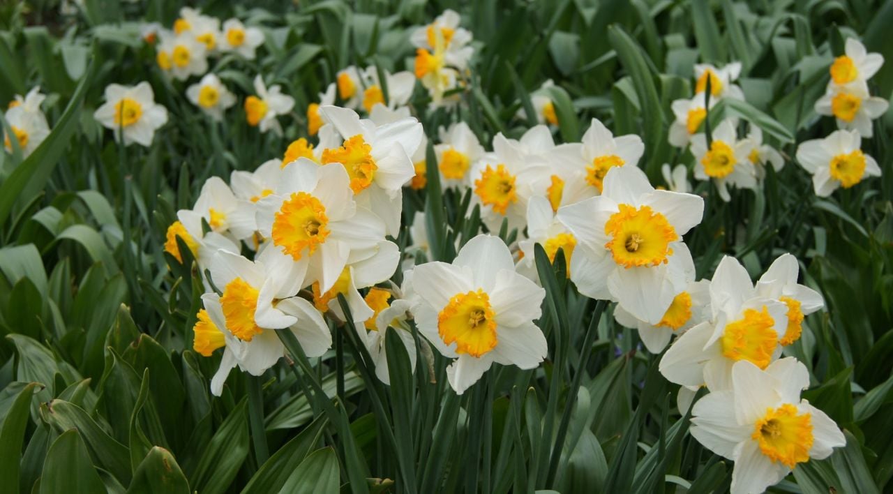 Nergis Çiçeği Bakımı