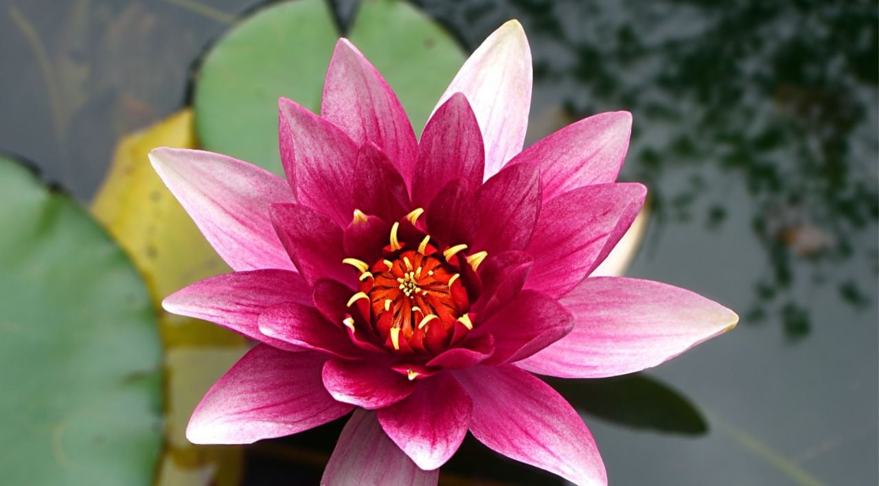 Nilüfer Çiçeği Bakımı