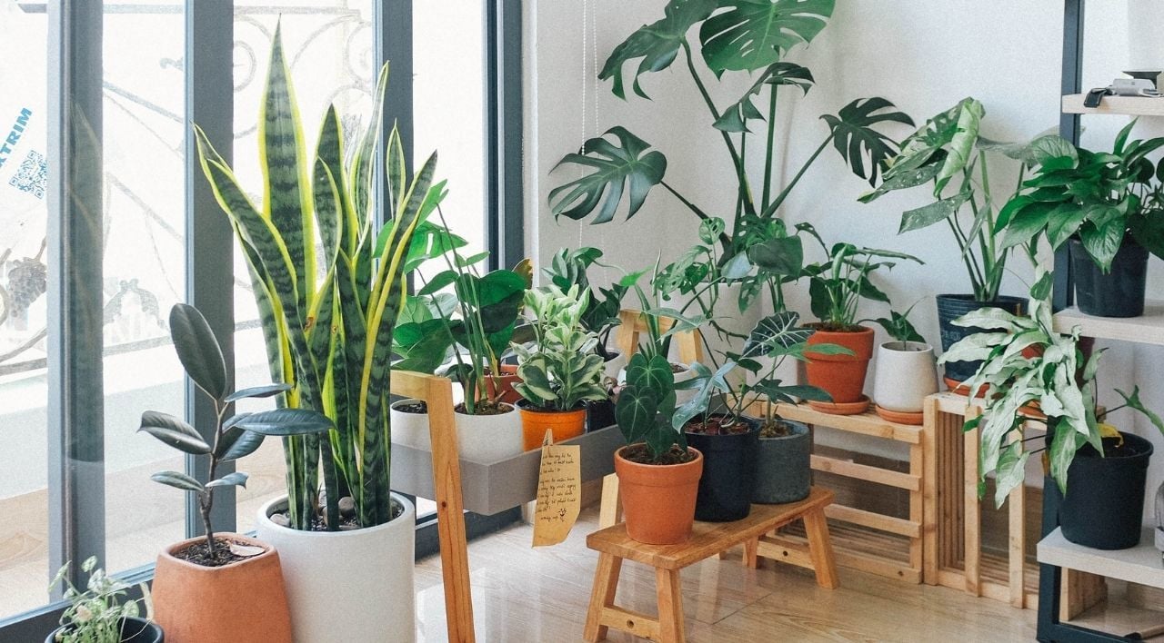 İş Yeri Ve Ofis Çiçekleri