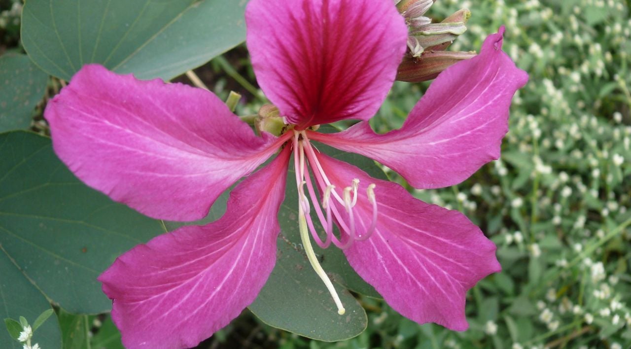 Orkide Ağacı Nerede Yetişir