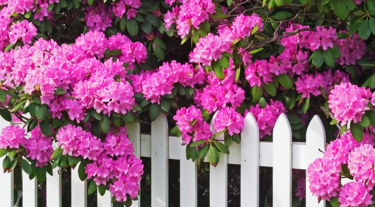 Orman Gülü Özellikleri