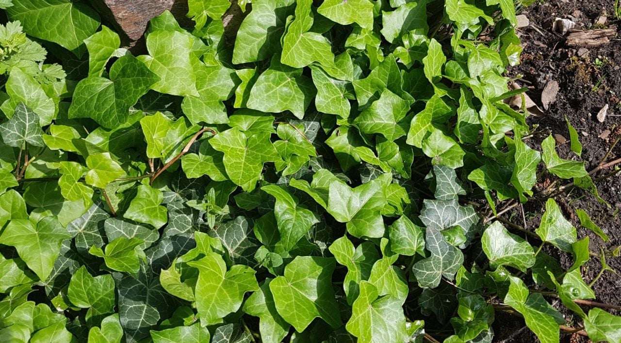 Orman Sarmaşığı Özellikleri