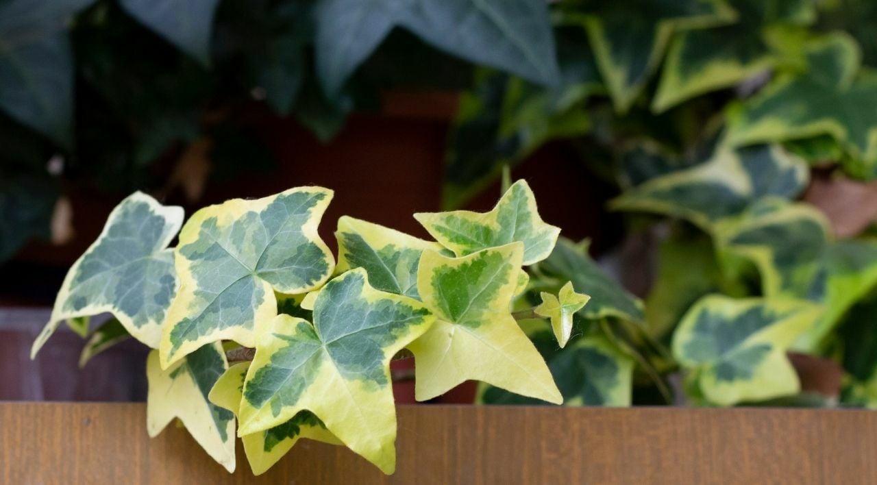 Alacalı Orman Sarmaşığı Fiyatı