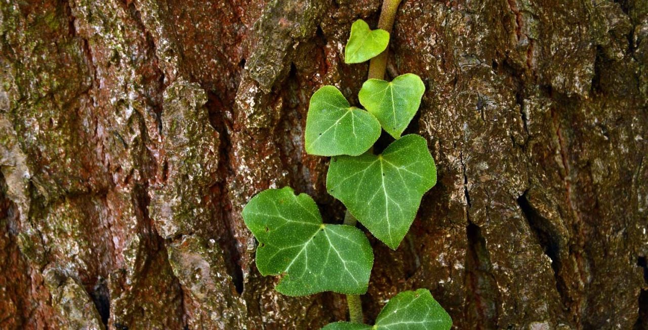Orman Sarmaşığı Türleri Nelerdir