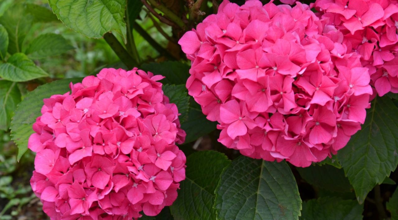 Ortanca Çiçeği Fiyatı