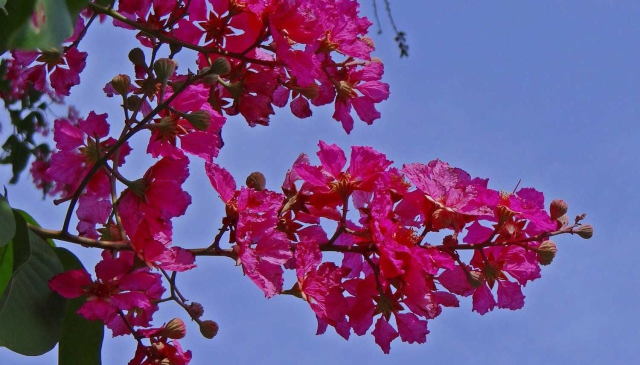 Oya Ağacı Ne Zaman Çiçek Açar