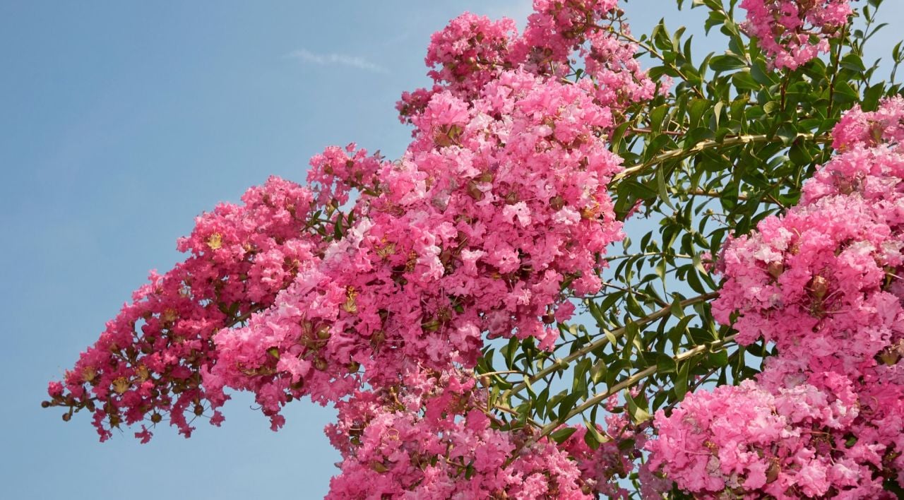 Oya Ağacı Özellikleri