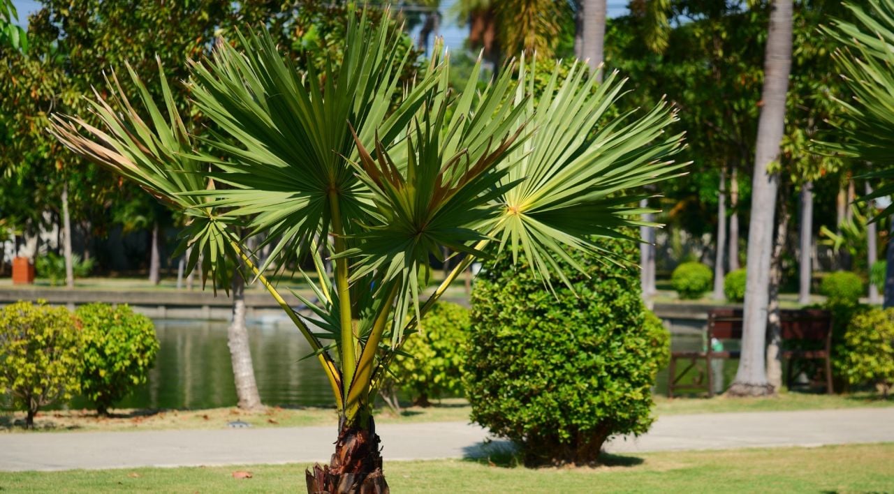 Palmiye Ağacı Özellikleri