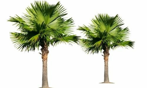 Palmiye Ağacı Çeşitleri